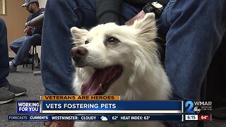 Vets fostering Pets: The temporary connection making a lifelong difference