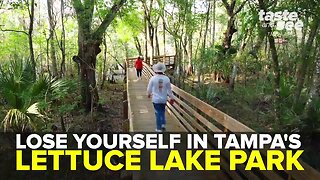 Lose yourself in Tampa's Lettuce Lake Park | Taste and See Tampa Bay
