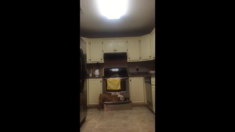 Bulldog can find hidden treats anywhere in the kitchen