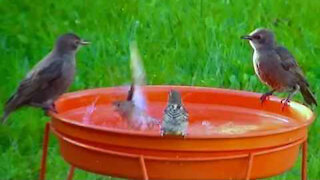 IECV NV #55 - 👀 House Sparrows And Starlings At The Birdbath 7-2-2014