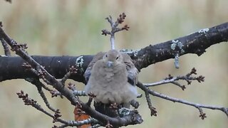 mourning dove