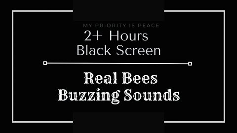 2+ Hrs of Bee Sounds on a Black Screen | No Ads | Real Hive | Mesmerizing Humming | Hypnotic