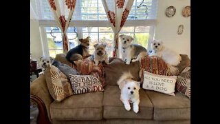 A rotina matinal de uma família de 6 cães
