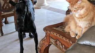 Bouncing Great Dane and Puppy Play with Cats