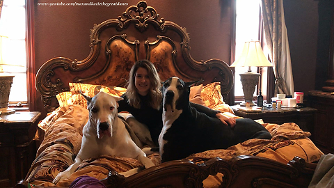 Happy Great Danes Get Ready For Bed With Auntie