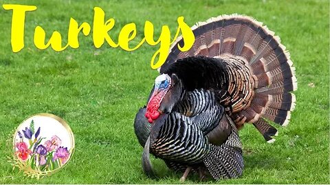 Turkey, Ben Franklin's Favorite Bird