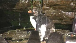 It's bath time for these adorable penguins!