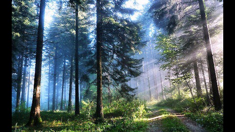 HUMAN HEALING IN THE FOREST: SHINRIN-YOKU LITERALLY FOREST BATHING