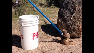 LIVE RATTLESNAKE! Venomous snake removal class at Phoenix Herpetological Sanctuary - ABC15 Digital