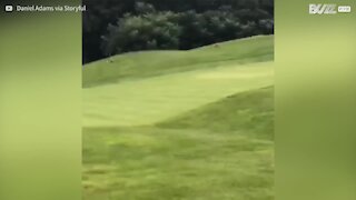 Volpe ruba la pallina durante una partita a golf