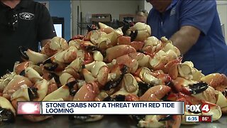 Stone crabs not a threat with red tide looming