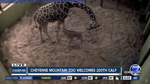 Giraffe at Cheyenne Mountain Zoo gives birth to zoo’s 20th giraffe calf