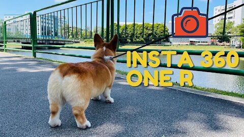 Shinji The Corgi- Insta 360 One R with Corgi 4K