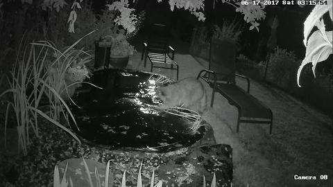 Pair of raccoons go for dip in backyard pond