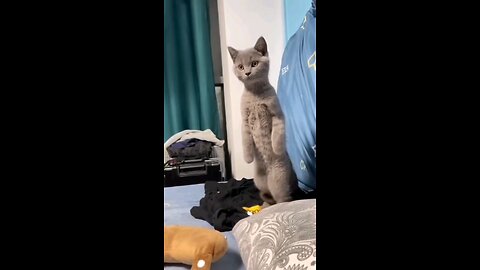 Cat 🙀 reaction