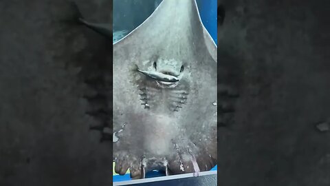 Stingray devours a fish in front of people