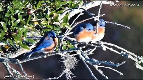 An Eastern Bluebird Trio 🌳 12/26/22 08:29