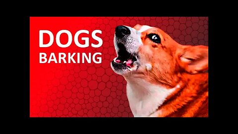 TOP 10 dog barking video compilation 2021 | Dog barking sound - Funny dogs