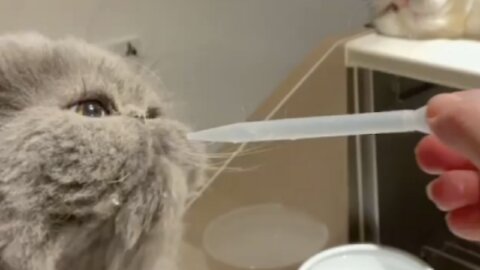 beautiful cat playing drinking water