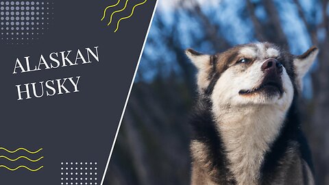 The Amazing Alaskan Husky: A Look at Their History, Characteristics and Care