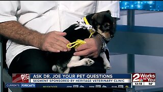 Ask Dr. Joe: Tango the Jack Russell Terrier