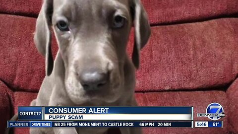 BBB warns about puppy scams