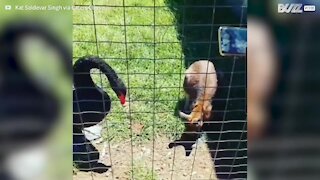 Cisne se revolta e ataca wallaby em parque