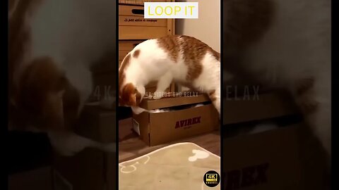 Best Funniest Animals Videos - funniest animals videos😂 - best cats😹 and dogs🐶 videos 2023!