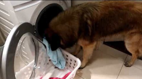 Un chien aide sa maîtresse à remplir la machine à laver