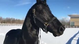 Hest elsker at lege i sneen i New York