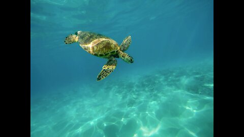 A swim in the ocean with sea turtle