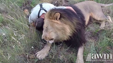 Tourists Grow Nervous As They Approach Wild Lion, One Man Jumps Out And Risks It All