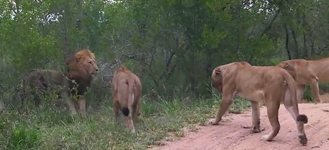 Female lions brutally attack males trying to steal their food