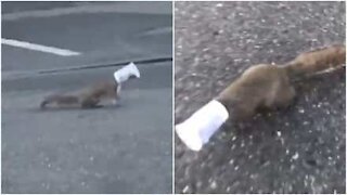 Salva scoiattolo da una tazzina di yogurt