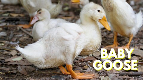 Cute Baby Goose Pet Video By Kingdom Of Awais