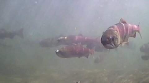 Governor's Salmon Workgroup looks to address salmon recovery in Idaho