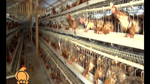 Poultry housing and equipment expert guide - Poultry