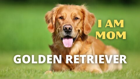 Golden Retriever: I Am Mom