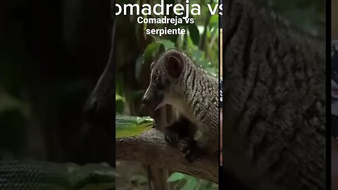 Comadreja vs serpiente 🐍 #viral