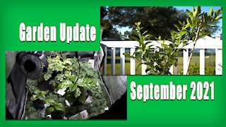 outdoor and Indoor Garden Tour and Update September 2021