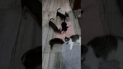 A Persian Kitten and Chihuahua Puppies Playtime