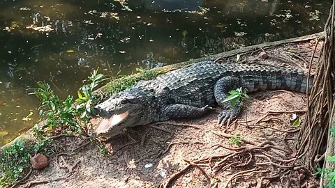 Crocodiles taking a sunbath 😅