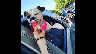 American Bulldog refuses to give Dunkin' empty whipcream cup back!