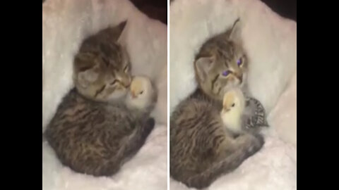 Little Kitten taking care of this chicken.Close bond of Kitty and chicken