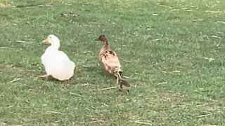 Ducks get in a flap while chased by baby goose