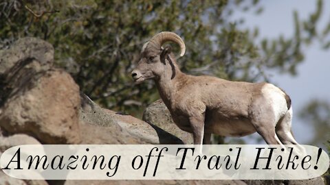 Crazy Off Trail Hike, 30 Feet from Big Horn Sheep 🐑