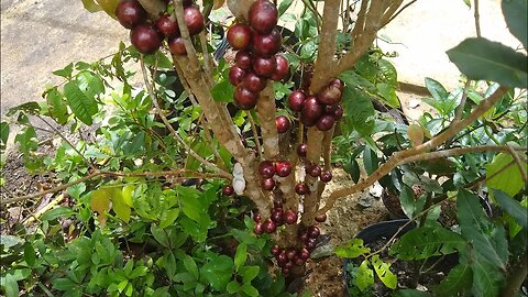frutíferas produzindo em vaso veja os preços fruta do milagre jabuticaba kinkan doce manga bourbon