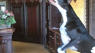 Funny Great Dane bounces for Cat toy while Cat watches