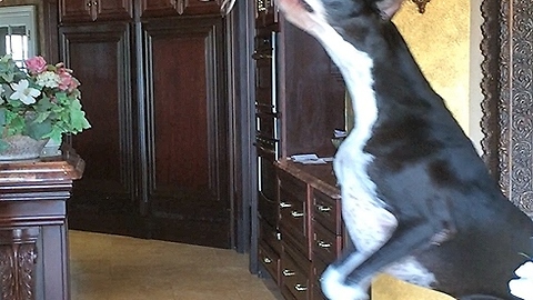 Funny Great Dane bounces for Cat toy while Cat watches