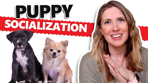 Puppy Socialization | The Pet Parenting Reset episode 23